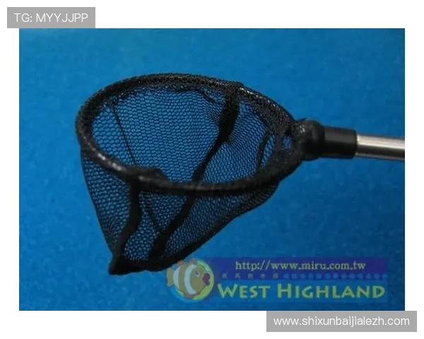 博鱼真人在线娱乐体验全攻略让你玩得尽兴又安全